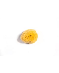 Caribbean Silk Sponges- Forms-3-4