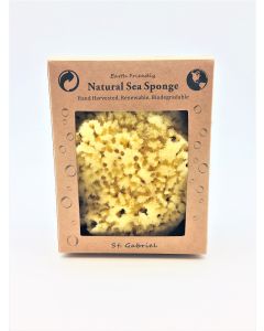 Sea Sponge Display Boxes-Yellow 5"-6" display box
