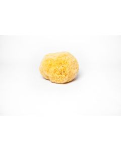 Display Sponges-giant_yellow12+