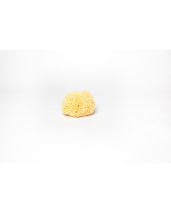 Yellow Sea Sponge Forms