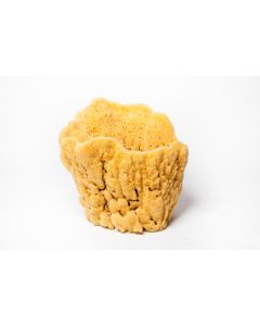 Vase Sponges-11-12